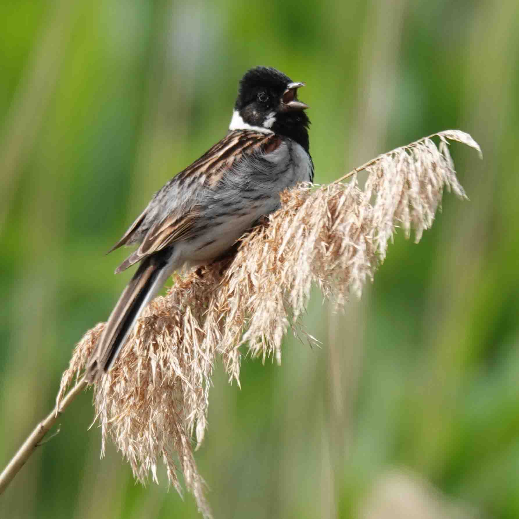 Rohrammer mask WILLEKE