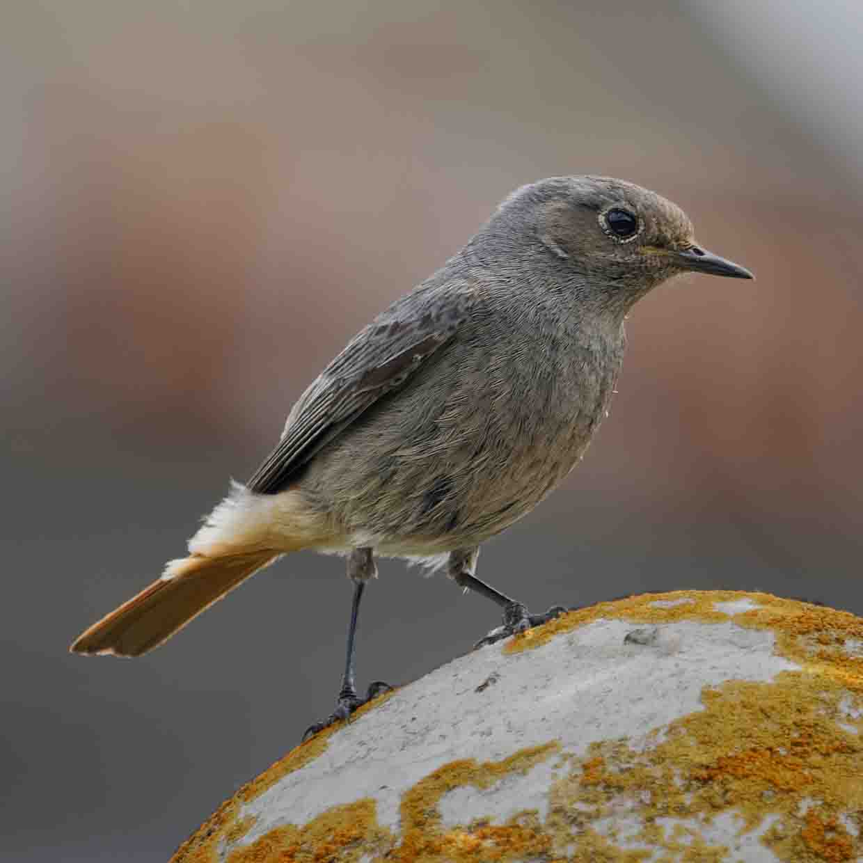 Rothehlchen SCHMIDT Oliver