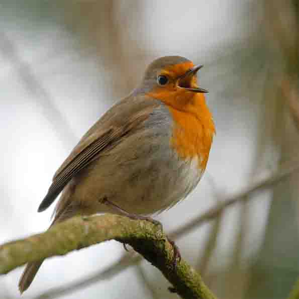 Rotkehlchen SCHMIDT Oliver