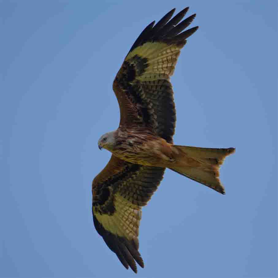 Rotmilan SCHMIDT Oliver