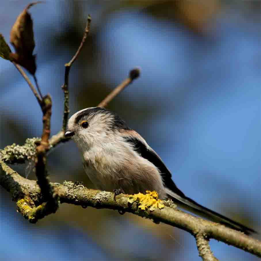 Schwanzmeise Oliver SCHMIDT