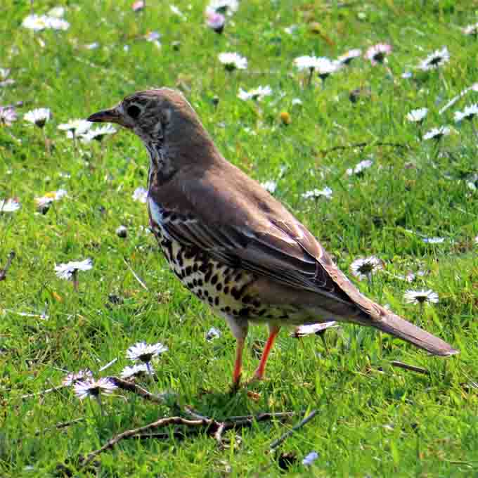 Singdrossel in Kraut + Rüben, Bochum