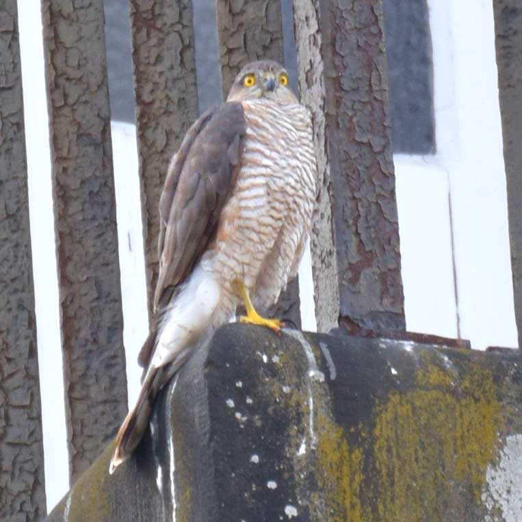 Sperber Vlatka Baumhauer