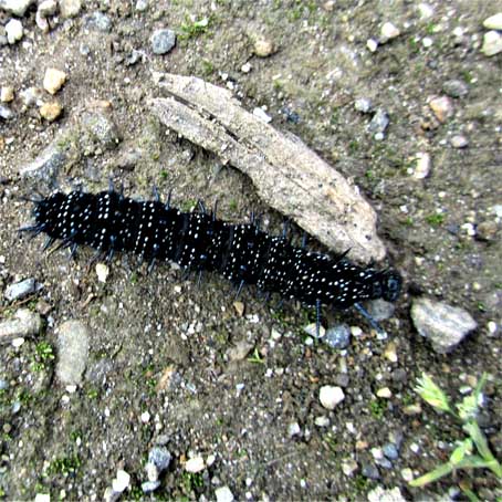 Tagpfauenauge Larve (Raupe)