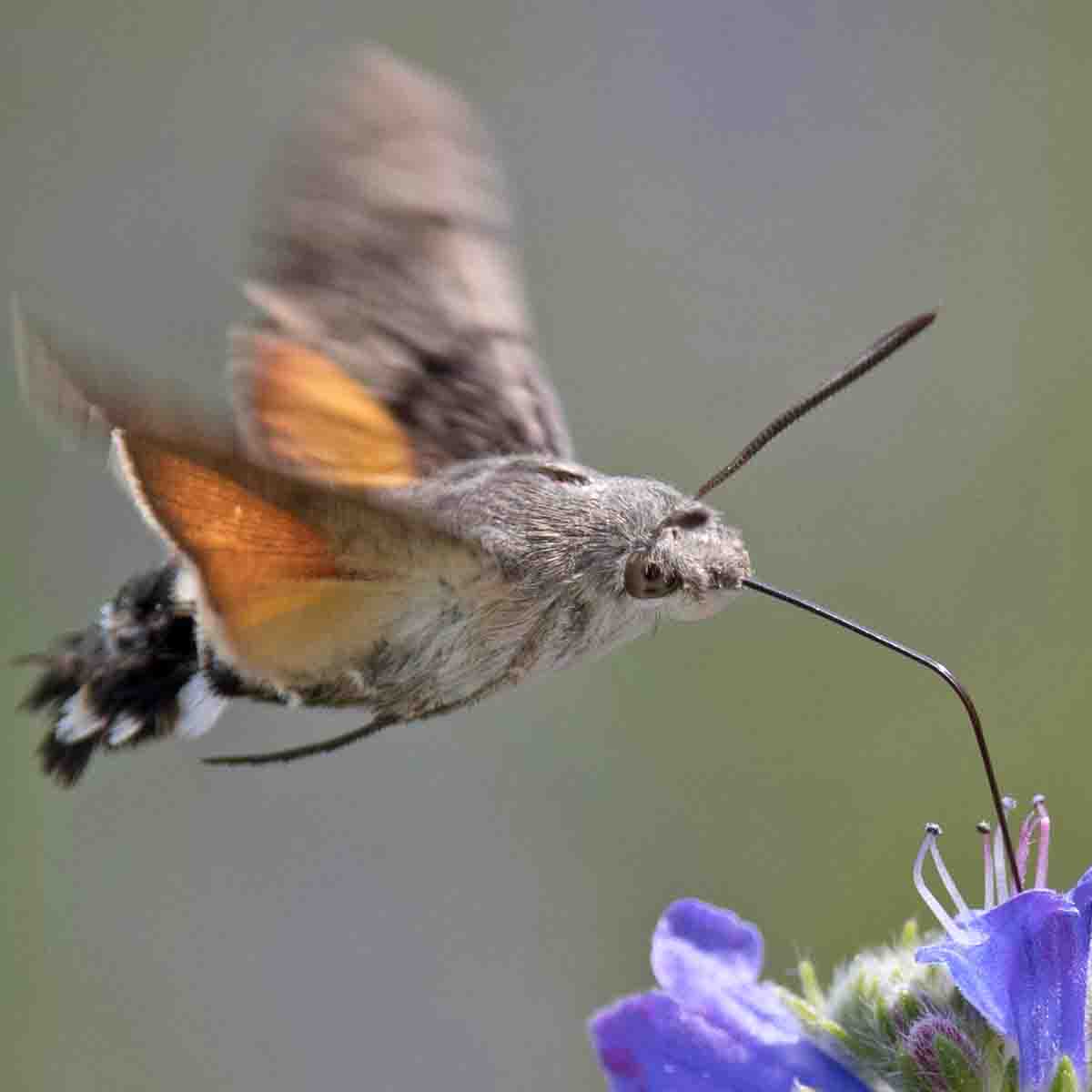 Taubenschwanz Welzel Andreas