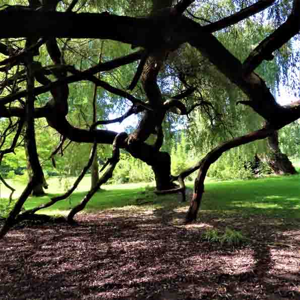 Traumbaum Wattenscheid Park