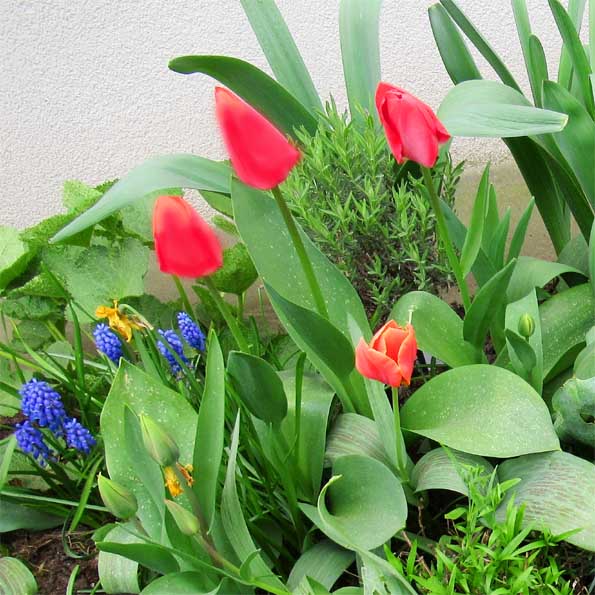 Tulpen in Eickel NEUHAUS