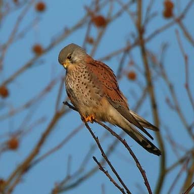 Turmfalke BARBIG Thomas