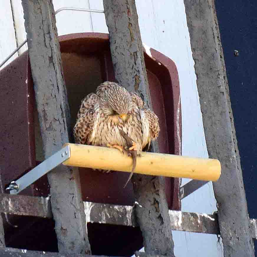 Turmfalke mit Eisdechse, BAUMHAUER