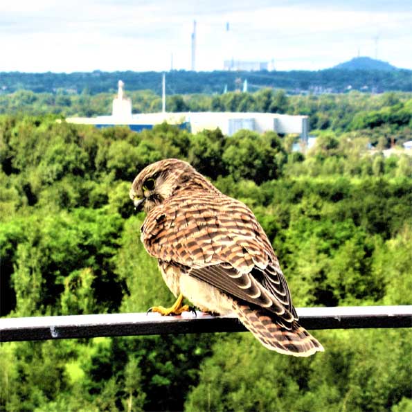 Turmfalke juv NEUHAUS