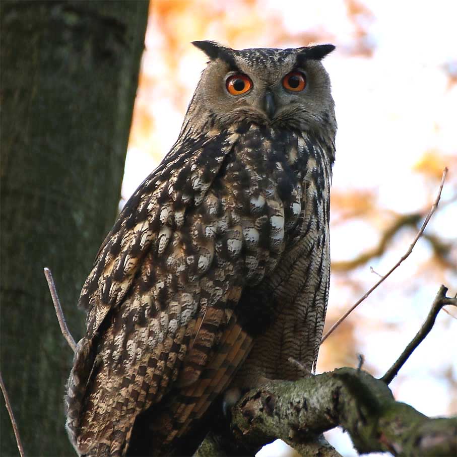 Uhu Hoheward Thomas BARBIG