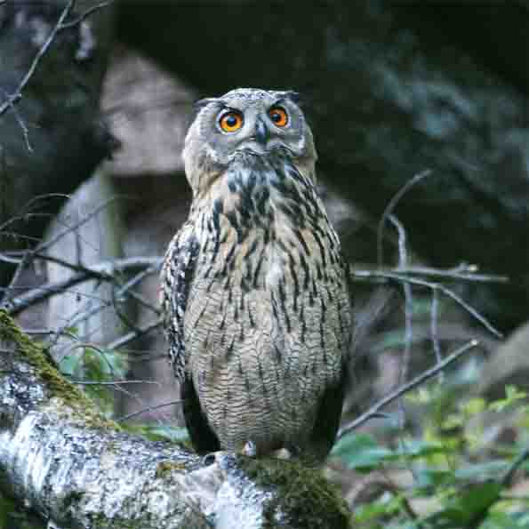 junger Uhu