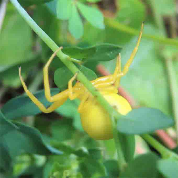Krabbenspinne NEUHAUS