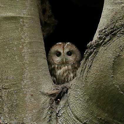 Waldkauz juv Thomas BARBIG