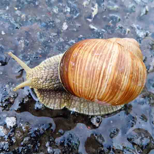 Weinbergschnecke
