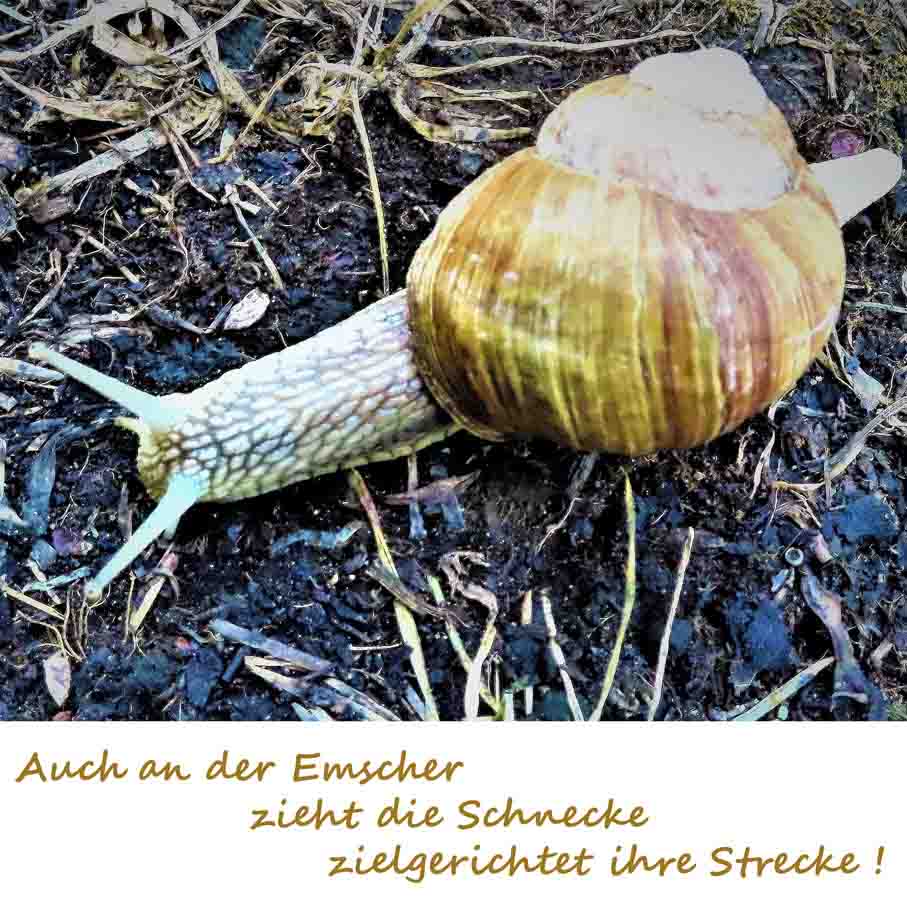 Weinbergschnecke NEUHAUS