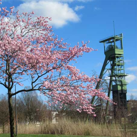 Zierkirsche vor Förderturm, NEUHAUS