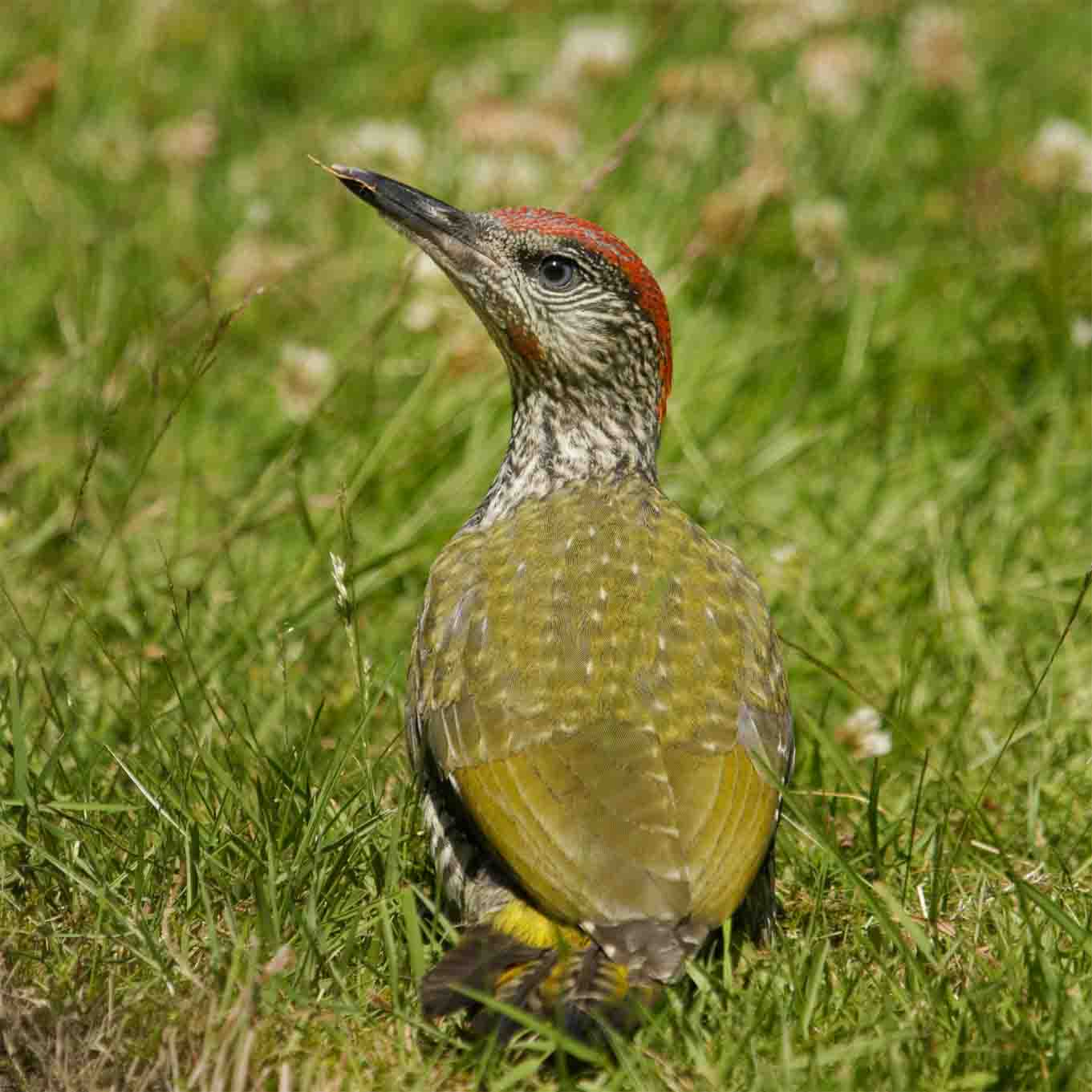 junger Grünspecht in Langendreer