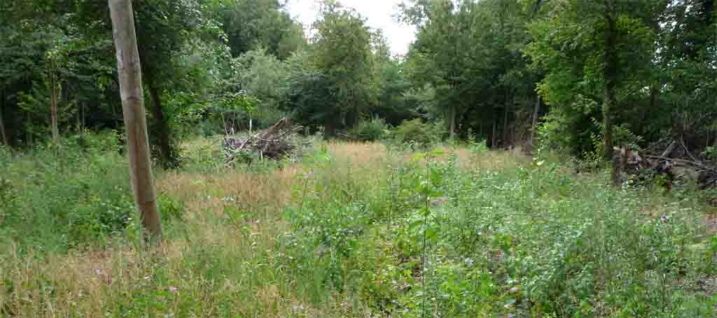 Wald an der Görresstraße